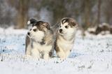 ALASKAN MALAMUTE 239